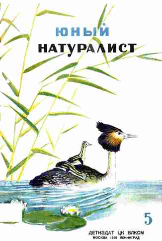 Журнал "Юный Натуралист" №5 1936