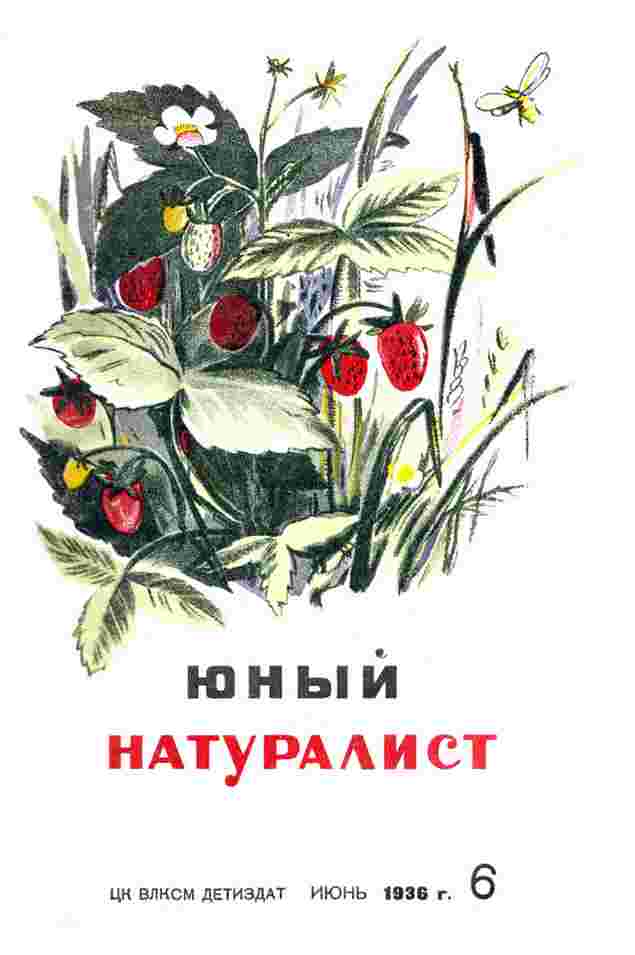 Журнал "Юный Натуралист" №6 1936